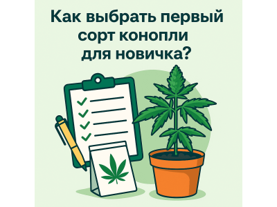 Як обрати перший сорт