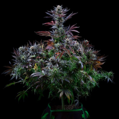 Black Opium Fast