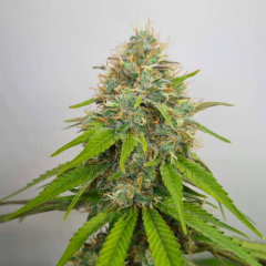 Gorilla Glue Fast