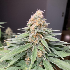  Killer Kush F1 Fast