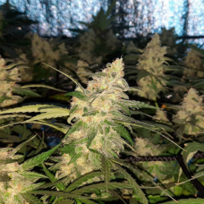 Auto fem AK-47 XL