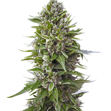 Auto fem Northern Lights