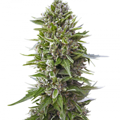 Auto fem Northern Lights