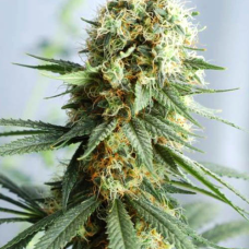 Auto fem AK47