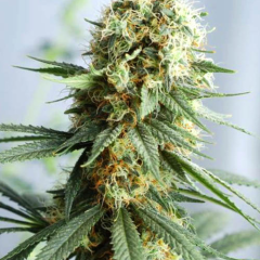 Auto fem AK47