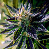 Auto fem Black Opium