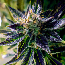 Auto fem Black Opium