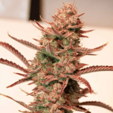 Auto fem Banana Blaze