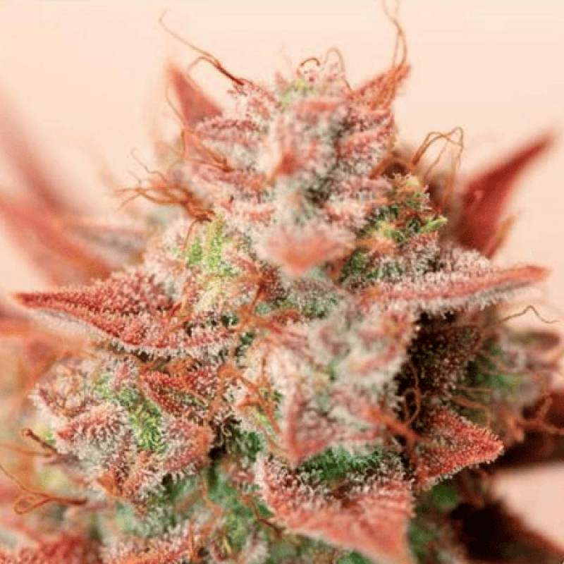 Auto fem Banana Blaze
