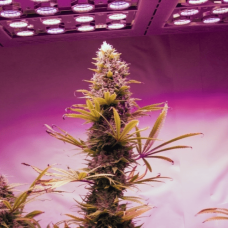 Fem Big Bud