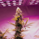 Fem Big Bud