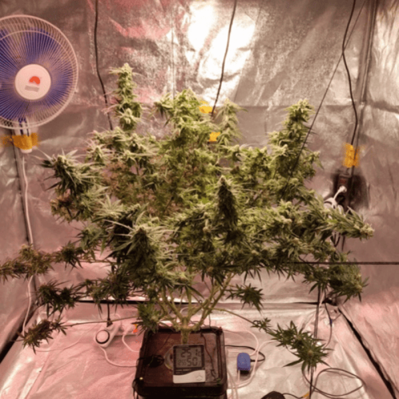 Fem Big Bud