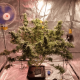 Fem Big Bud