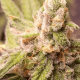 Fem Big Bud