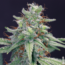 Fem Blue Cheese
