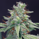 Fem Blue Cheese