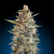 Auto fem Blue Diesel