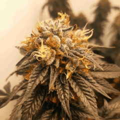 Fem Chocolope