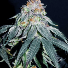 Auto fem Gorilla #5
