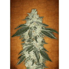 Auto fem Green Crack