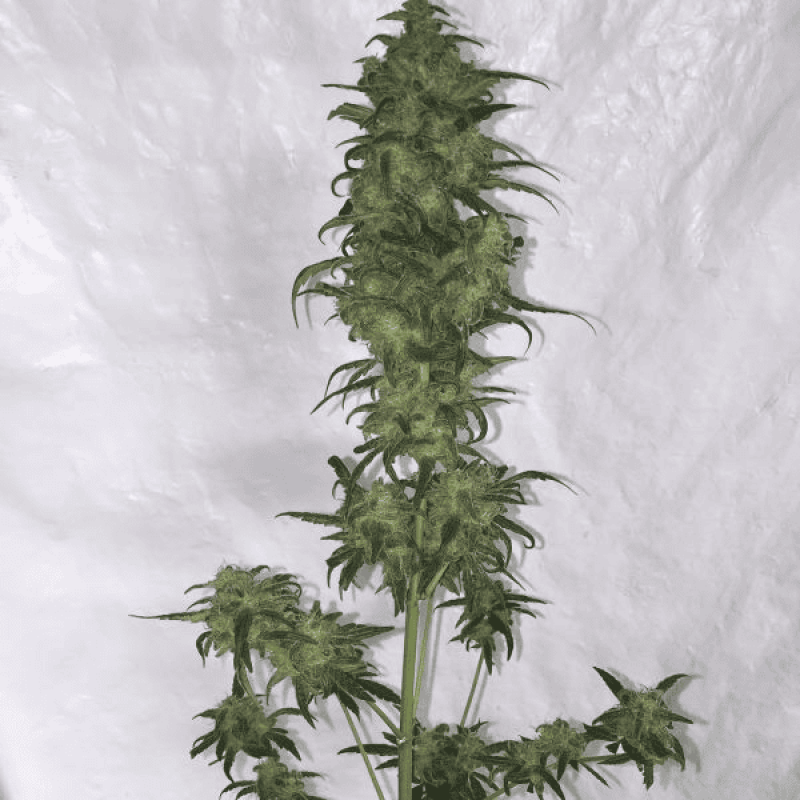 Auto fem Green Crack