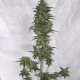 Auto fem Green Crack