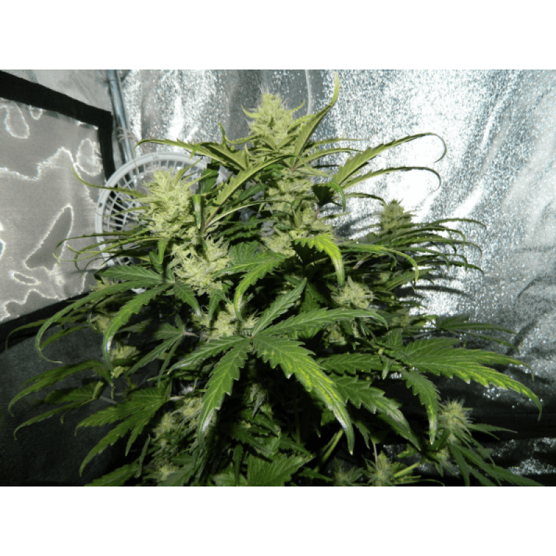 Auto fem Green Crack