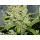 Auto fem Green Crack