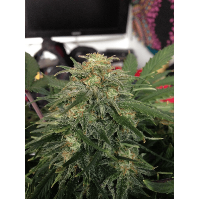 Auto fem Green Crack