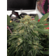 Auto fem Green Crack
