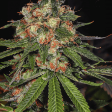 Auto fem Jamaica
