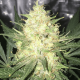 Auto fem Jamaica