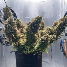 Auto fem Lemon Kix