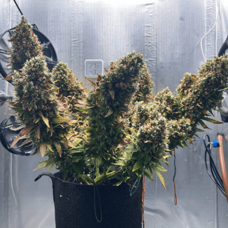 Auto fem Lemon Kix
