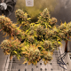 Auto fem Lemon Kix