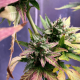 Auto fem Lemon Kix
