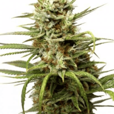 Auto fem White Widow