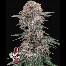 Auto fem Cherry Cola