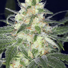 Fem Afghan Original