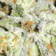 Fem Afghan Original