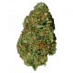 Fem Afghan Original