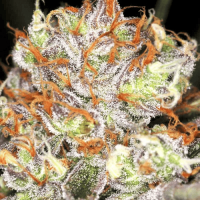 Fem AK-47 XL