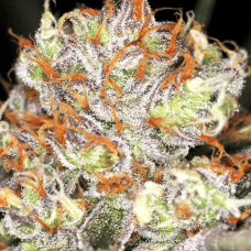 Fem AK-47 XL