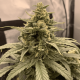 Fem AK-47 XL