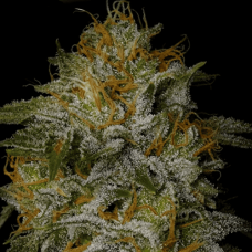 Fem AK-47
