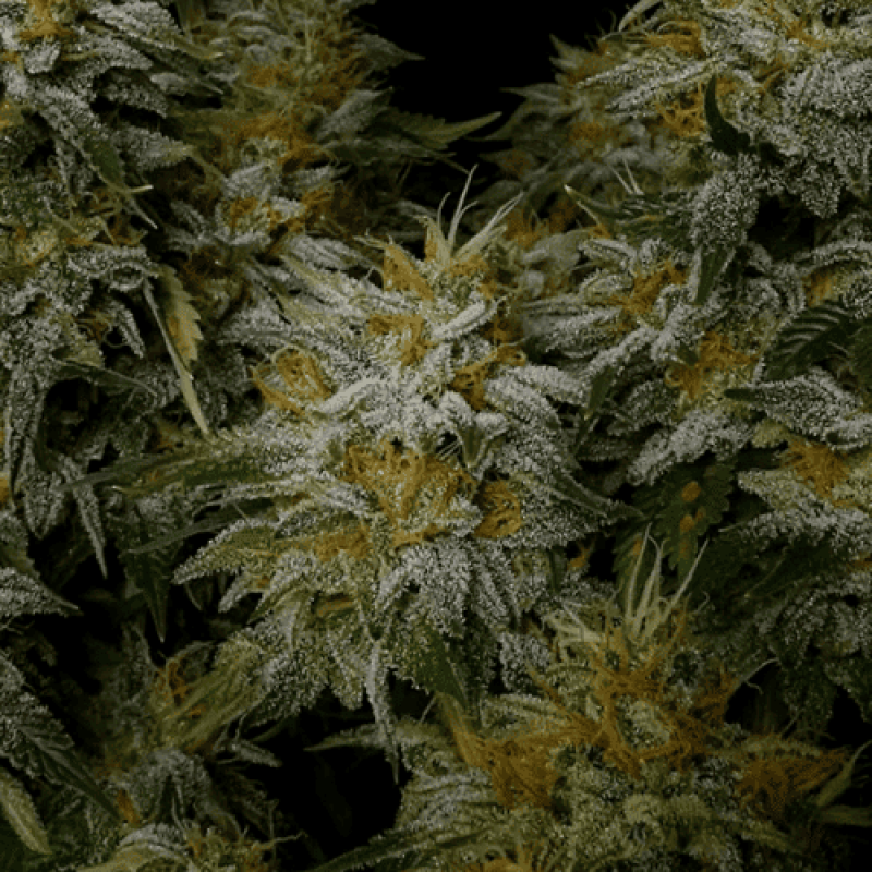 Fem AK-47