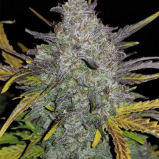 Fem Afghan Kush