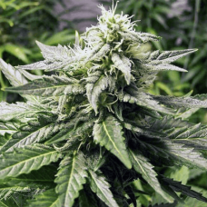 Fem AK-48