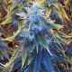 Fem AK-48