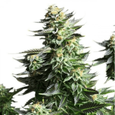 Fem Amnesia Haze